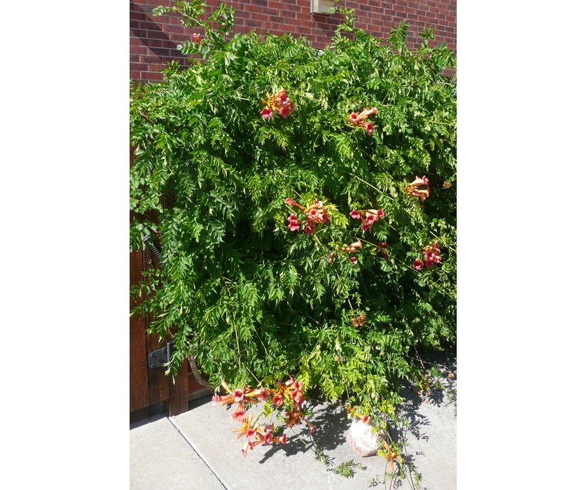 Trumpet Vine